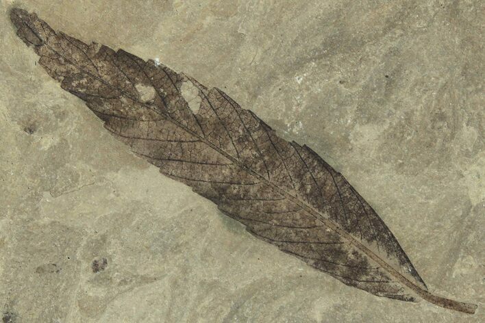 Fossil Leaf (Cedrelospermum) - Green River Formation, Utah #323291
